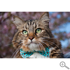 Hank Cherry Blossoms Photo